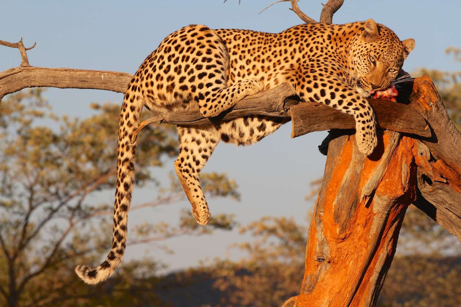 A Leopard in Namibia a tree eating meat.