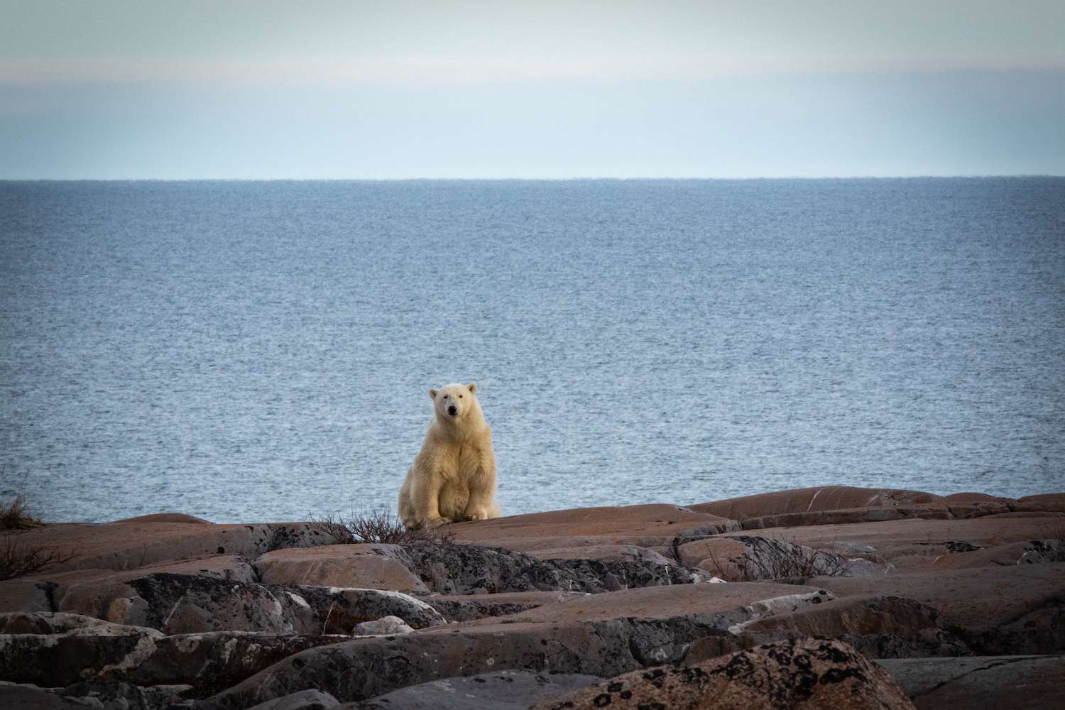 A polar bear on the edge of Hudson Bay. 