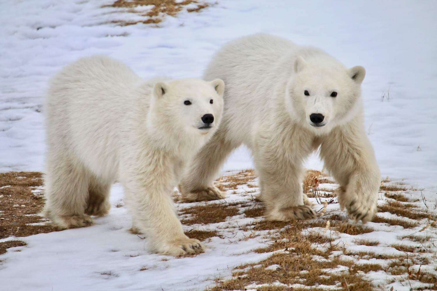 Two polar bears walking in Churchill Canada. 