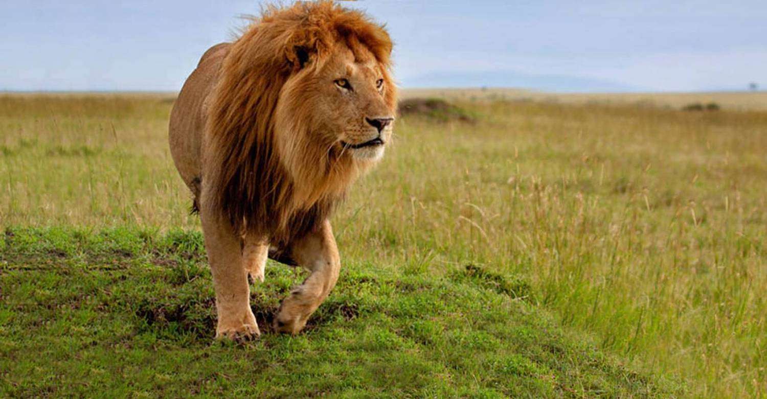 A lion in Botswana. 