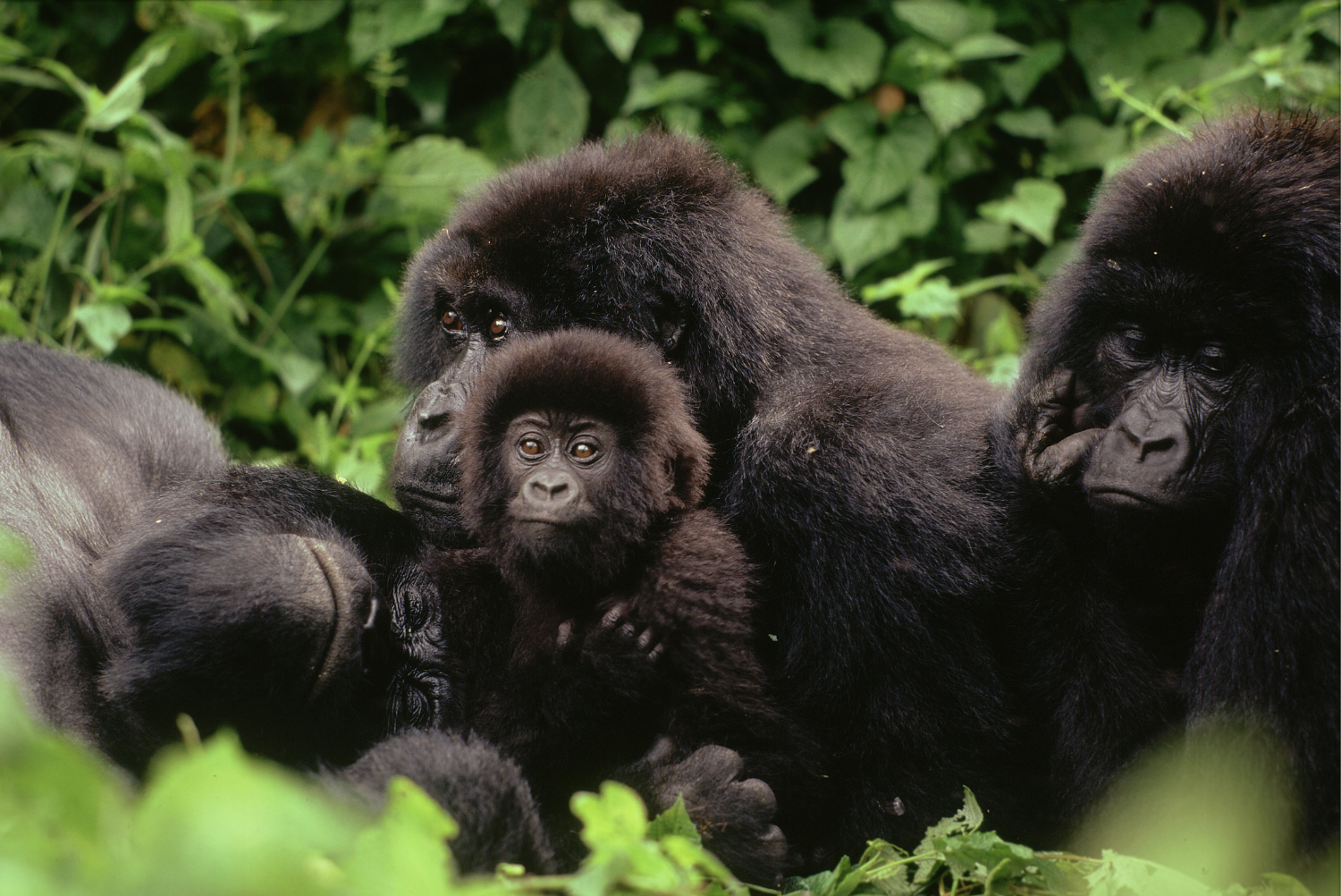 Gorilla beringei, Mountain gorilla, Family interaction during midday rest, Virunga National Park, Democratic Republic of Congo