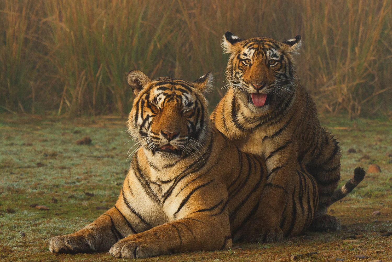 A mother tiger (Krishna, T-19) and her cub. Ranthambore National Park, India