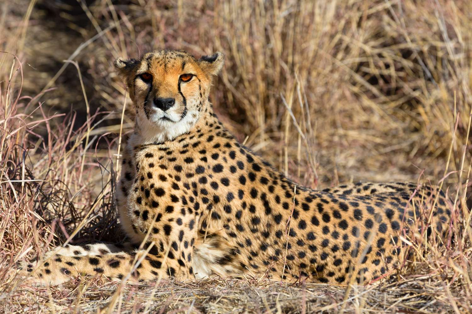 View of relaxed wild Cheetah watching the savannah in Namibia, South Africa.