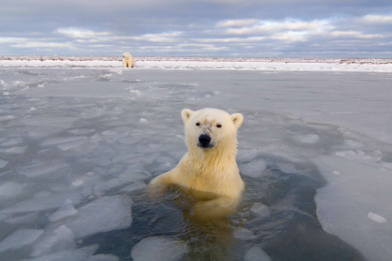 photo of polar bear in Canada.