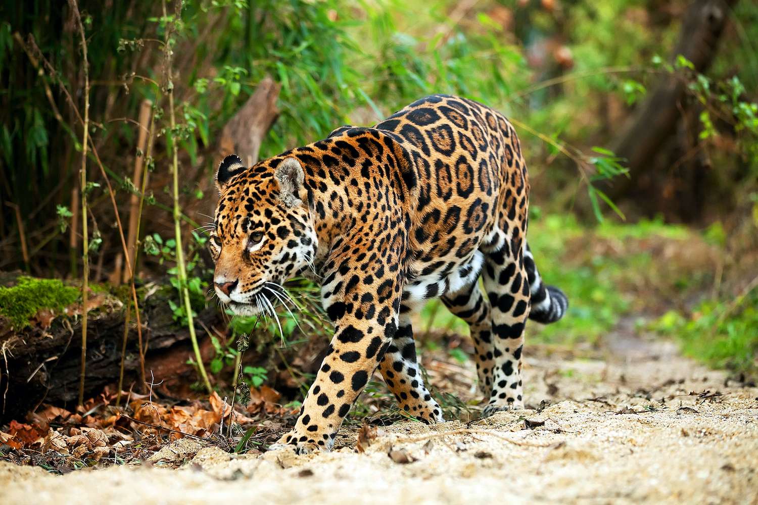 Jaguar walking in the jungle.