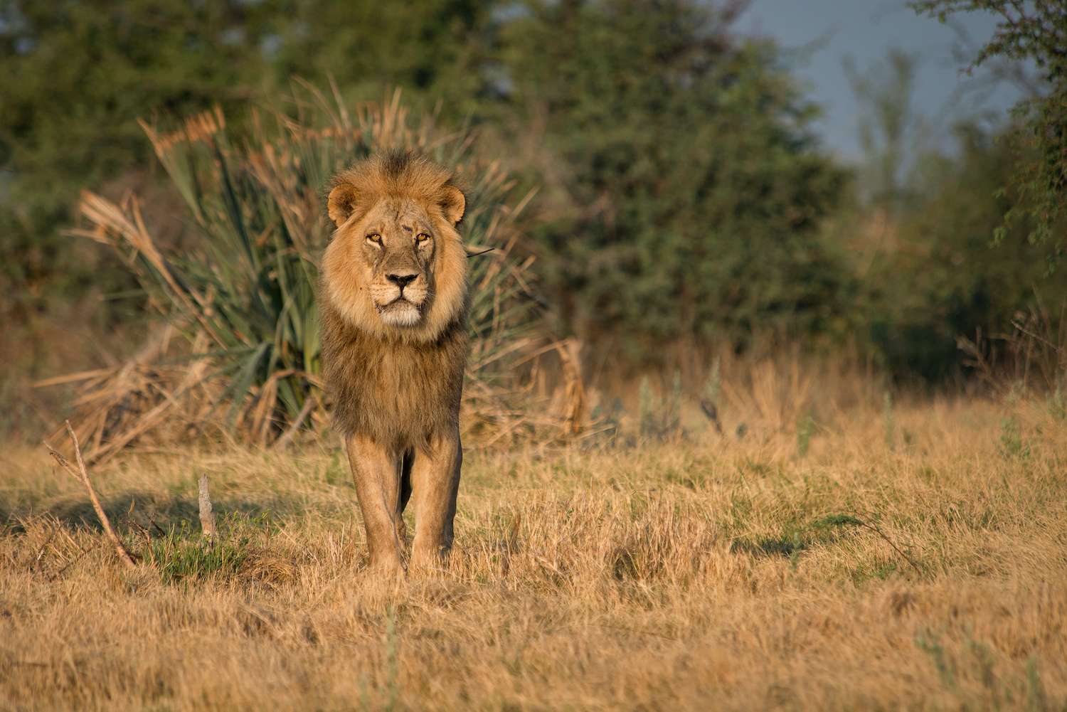 Male Lion looking out at viewer standing.