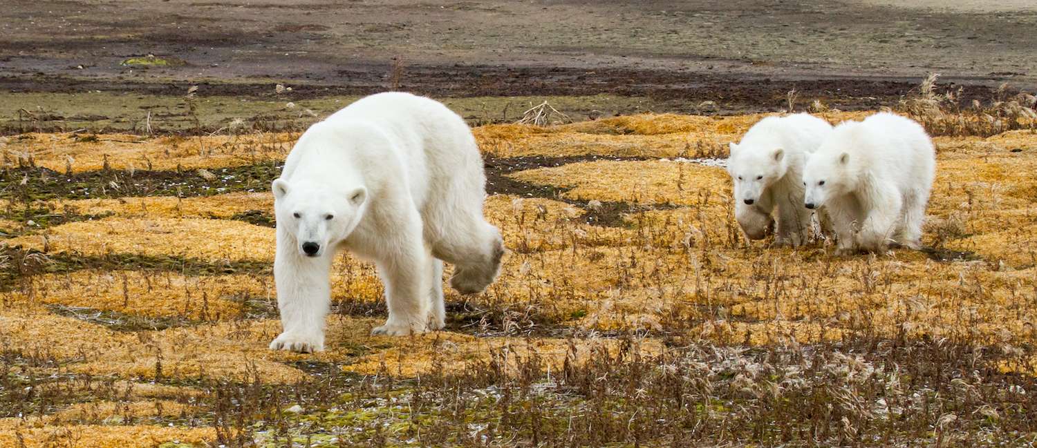 Polar bear mom leads twin cubs towards camera across yellow arctic moss in Churchill Manitoba. 