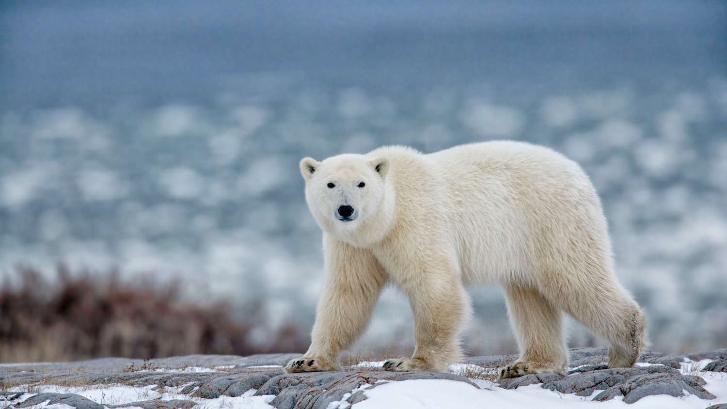 Photo of polar bear in Canada.