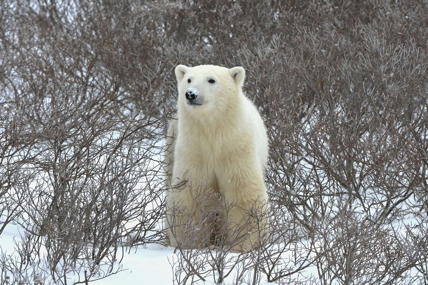 A portrait of the polar bear smelling air.