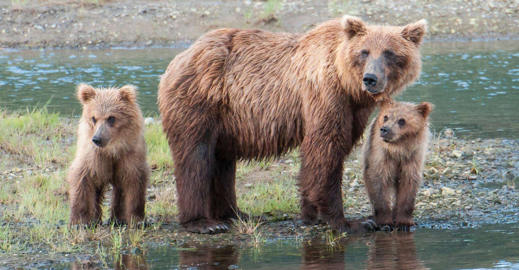 Brown bears, cubs in Lake Clark National Park, Alaska