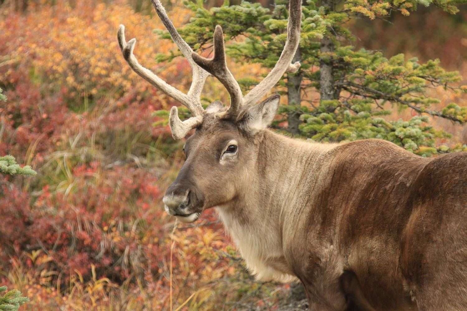 Alaska Caribou