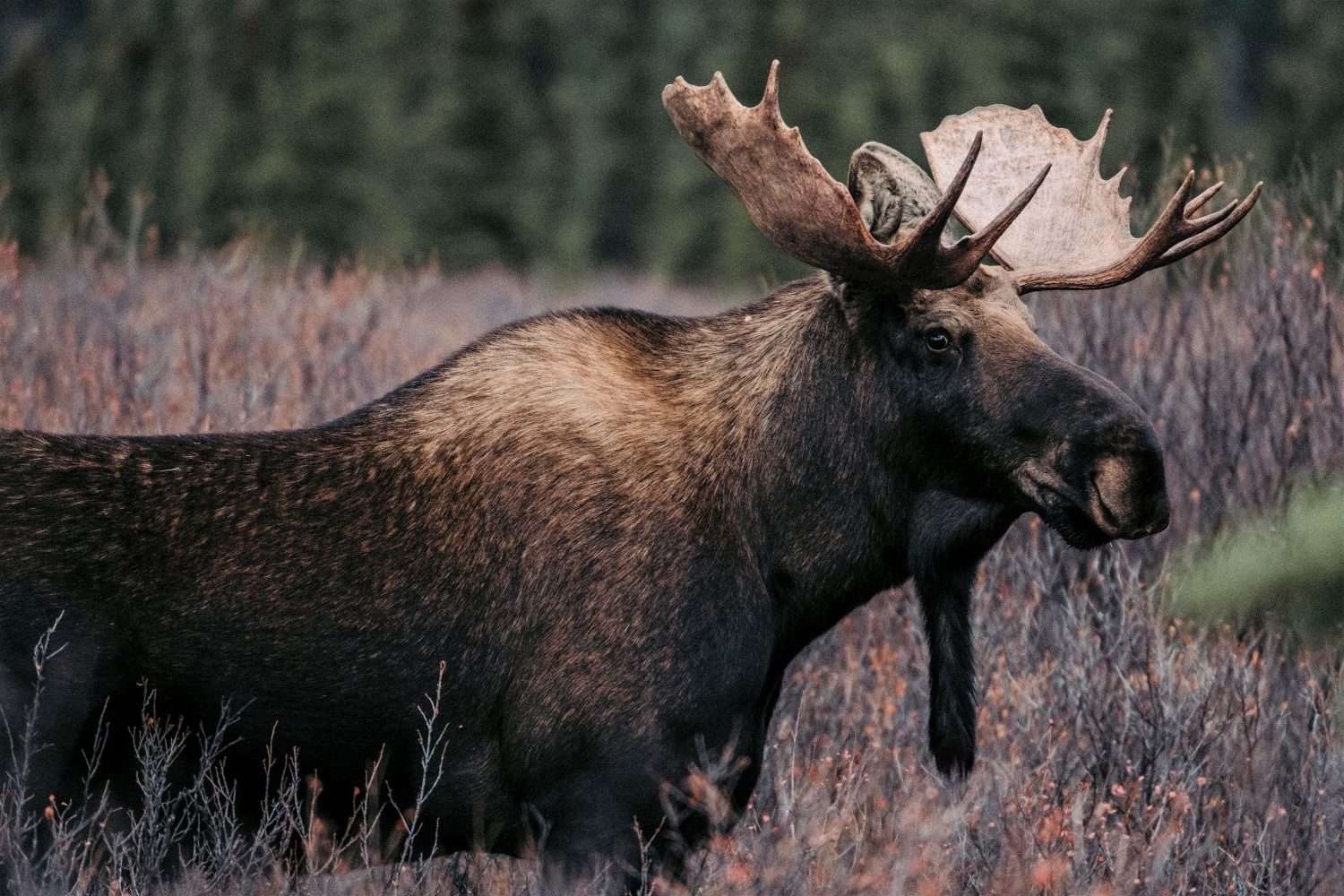 Alaska Moose