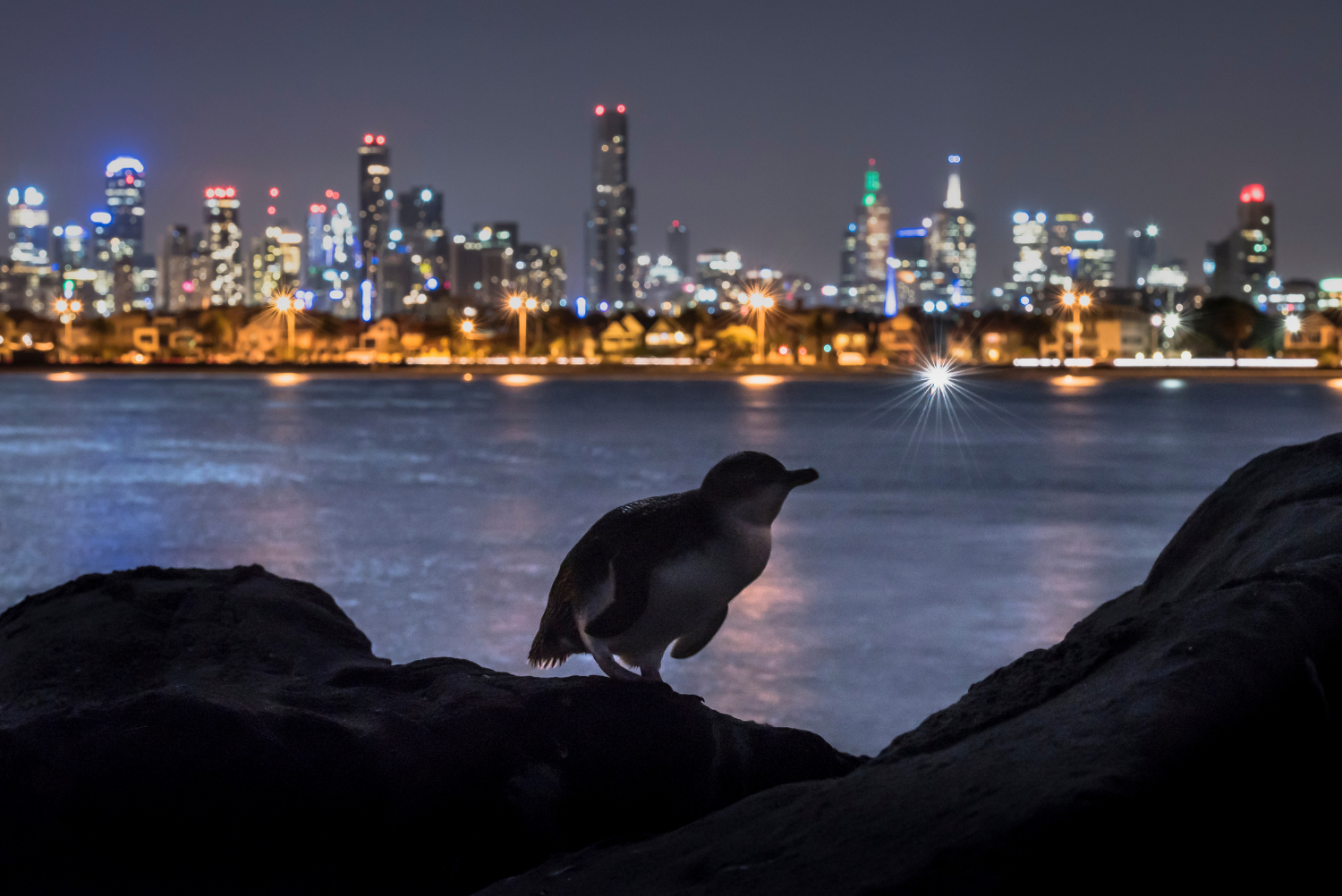 Little penguin (Eudyptula minor) on rocks of St Kilda breakwater, Melbourne city lights in background. Victoria, Australia. January 2017.