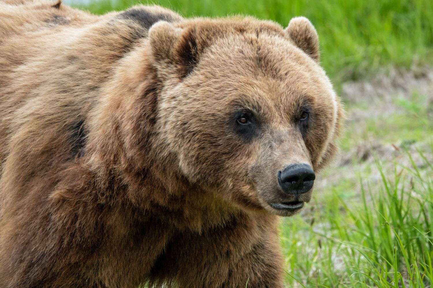 Alaska Grizzly Bear / Brown Bear