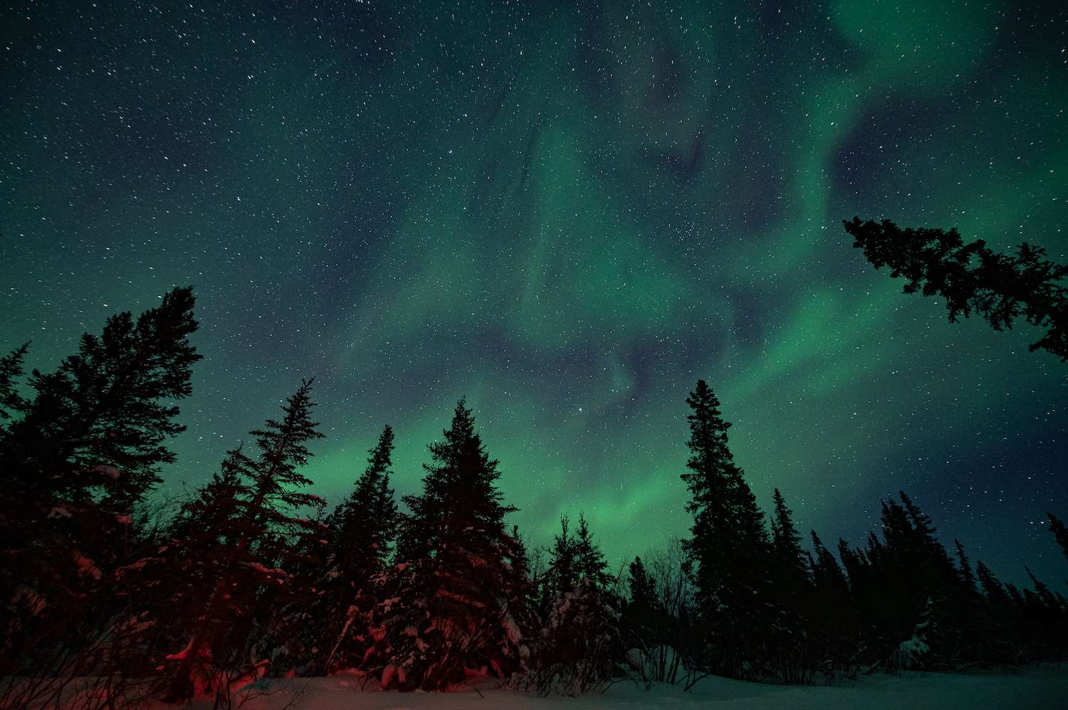 Northern lights, pine trees, aurora, Arctic, Churchill 