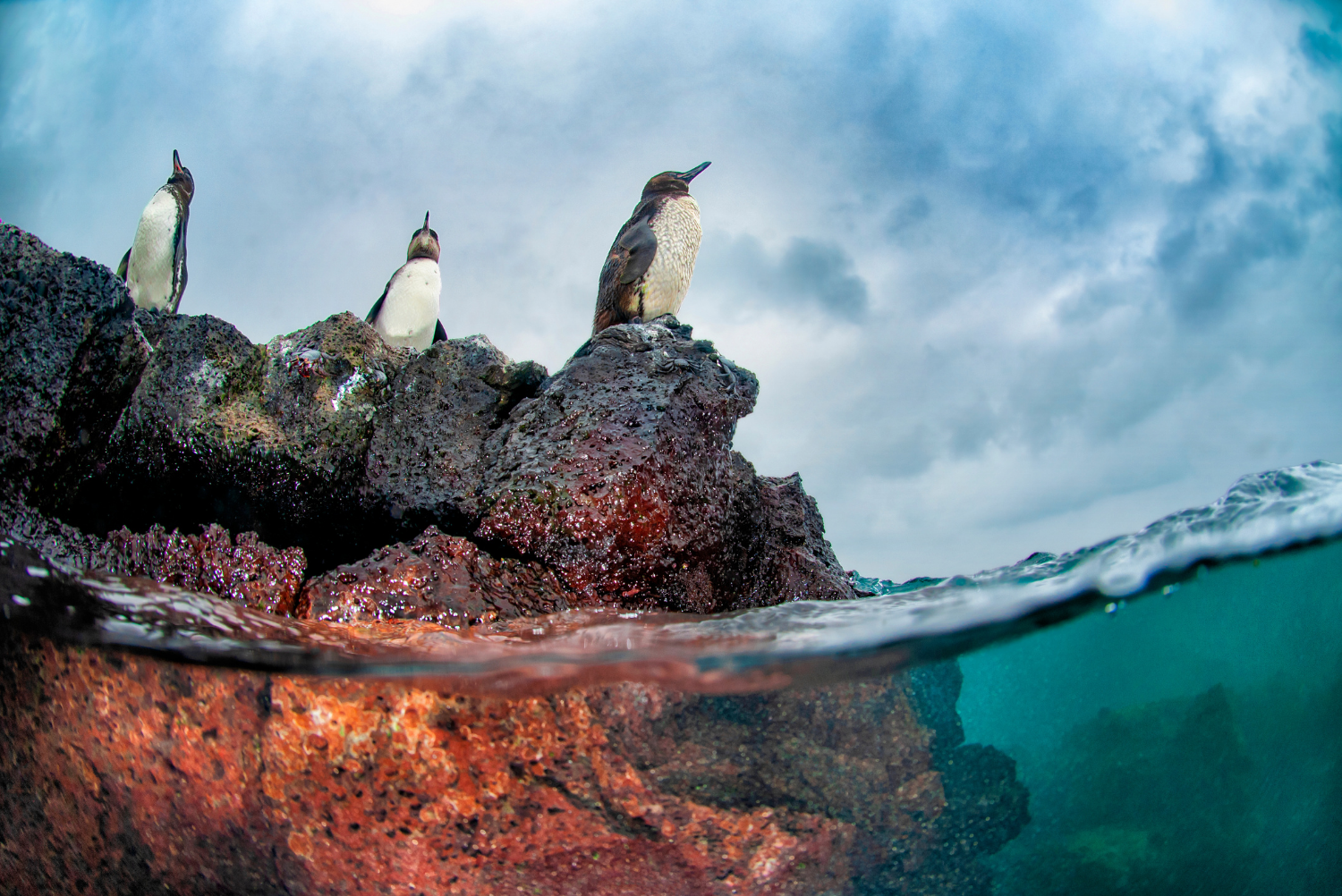 Galápagos penguins (Spheniscus mendiculus) in Los Túneles on Isabela Island, Galapagos, Ecuador