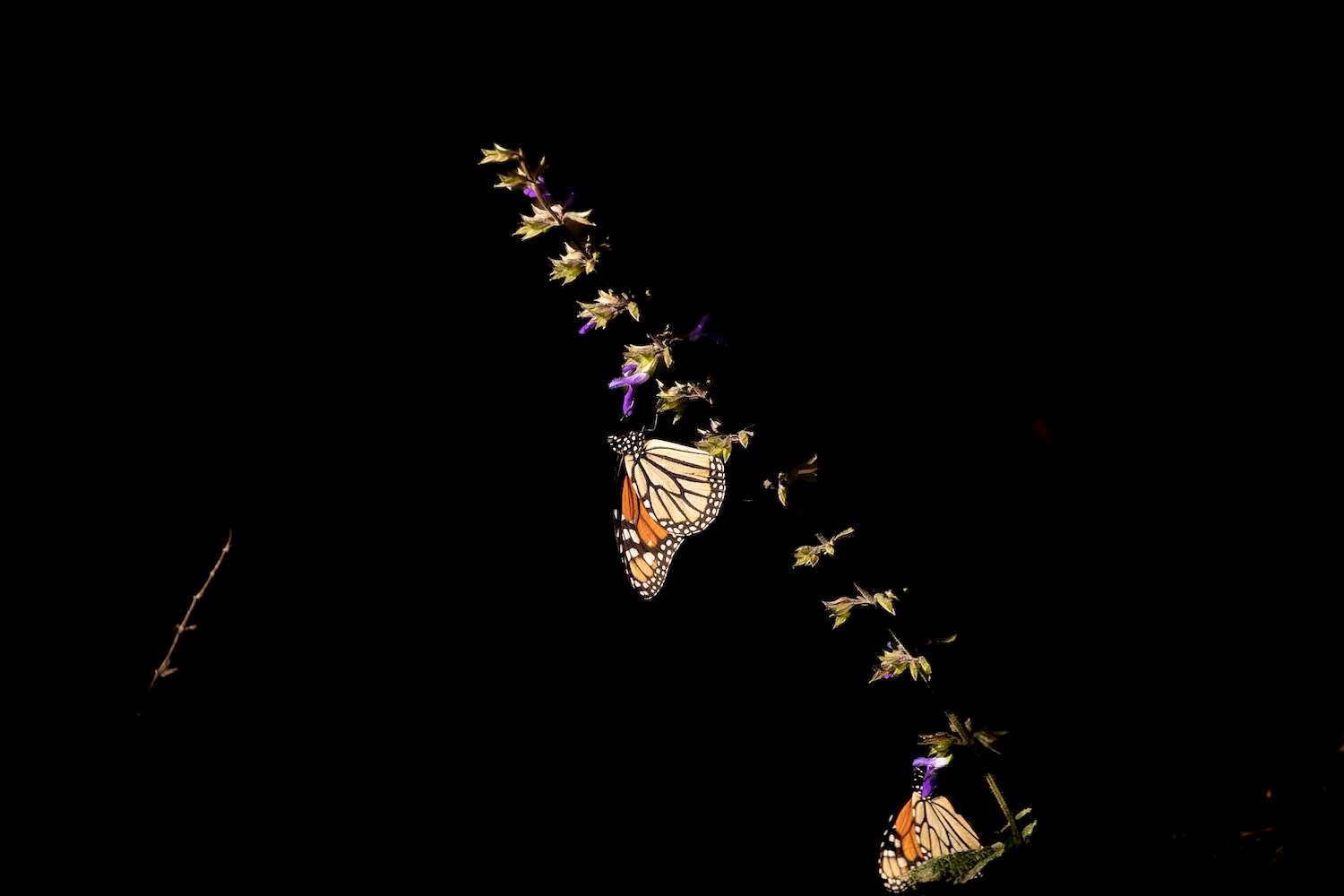 Monarch butterflies in Mexico photographed on a trip with Natural Habitat Adventures. 