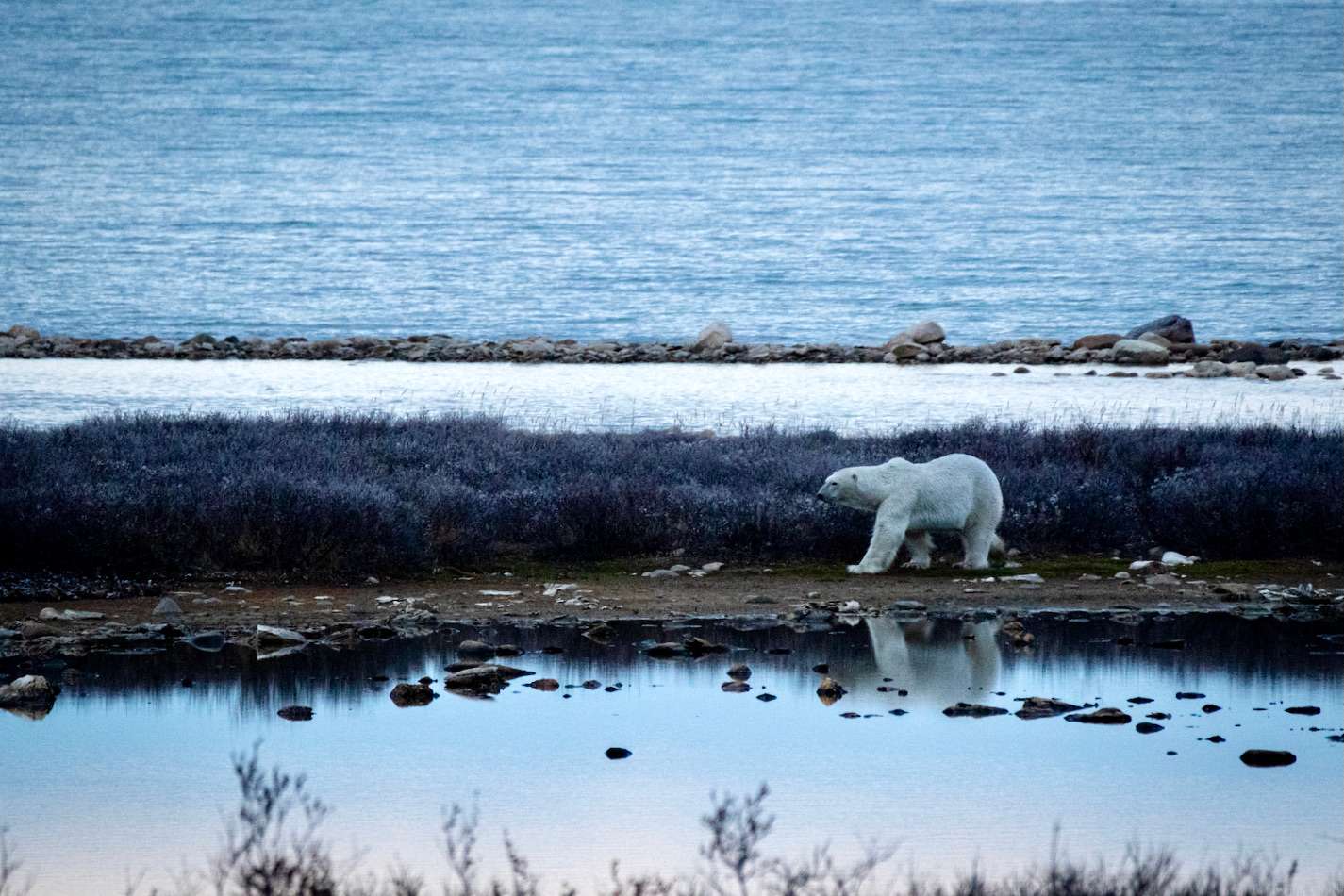 A polar bear strides across the Arctic tundra. 