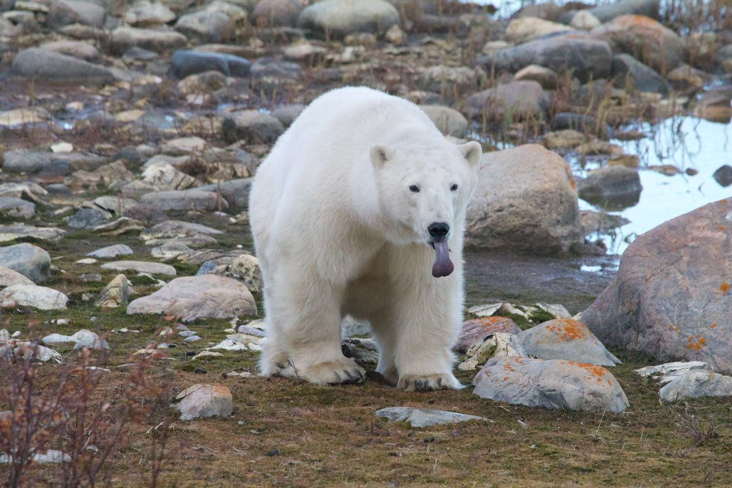 Arctic Adaptations: How Well Can Polar Bears Swim?