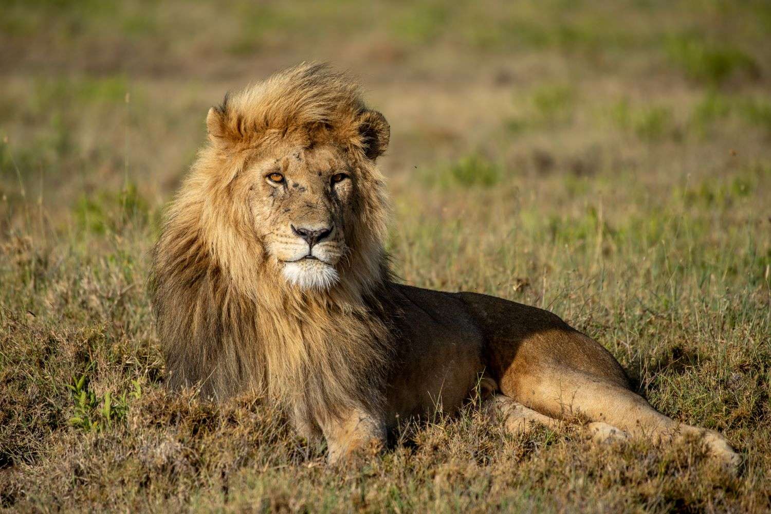 Lion, Tanzania, Africa