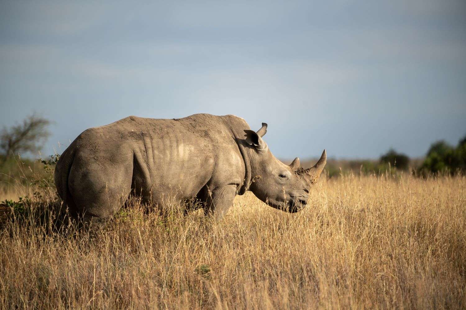 Rhinoceros Kenya, Africa