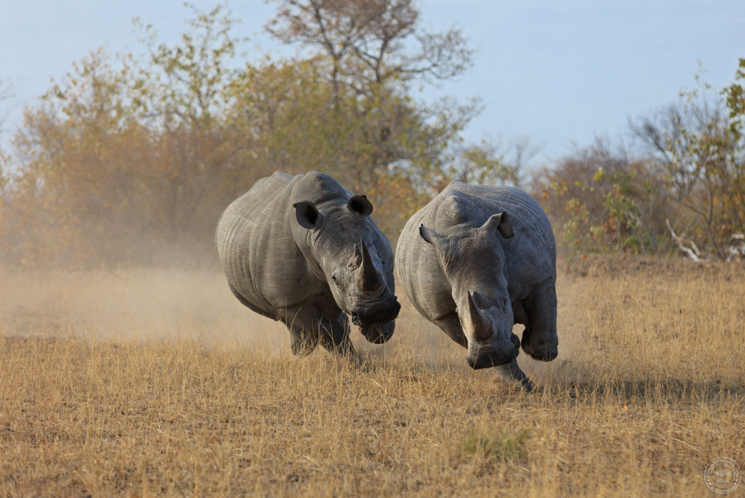 Two white rhinoceroses (Ceratotherium simum) running in the Sabi Sands Game Reserve, South Africa