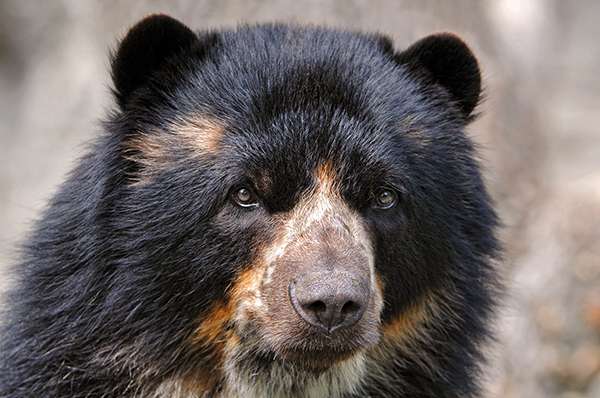 Earth Day 2022: A Golden Bear and Hundreds of Mammals Waiting to Be ...