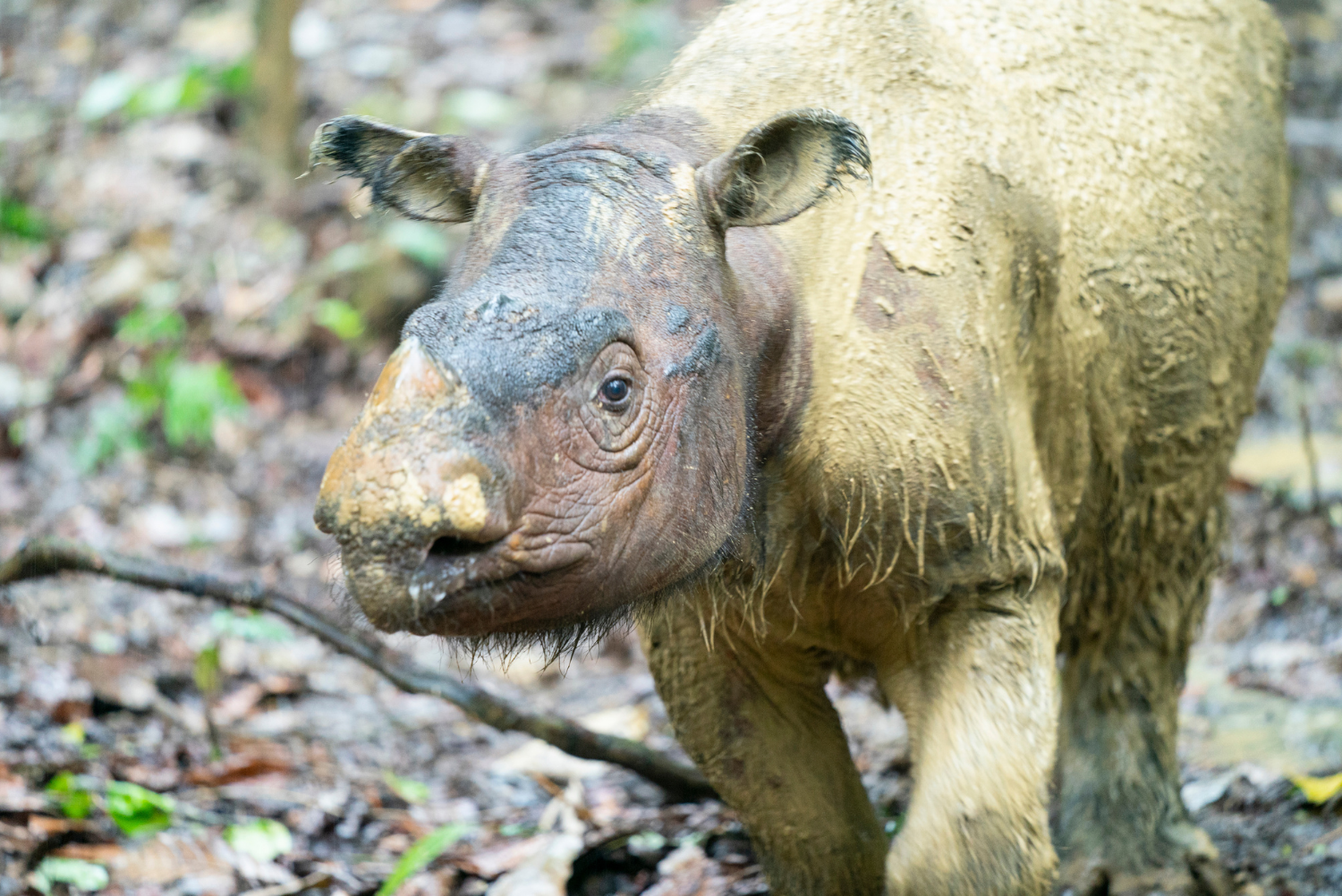The last Sumatran rhinoceros individual of Malaysia Iman, photographed at her sanctuary in Malaysia. Iman died 23.11.2019 of cancer. Iman was photographed only weeks before her death by a Finnish photographer Kaisa Siren.