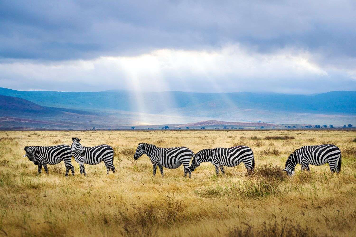 Zebra in the Ngorongoro Crater, Tanzania, Africa