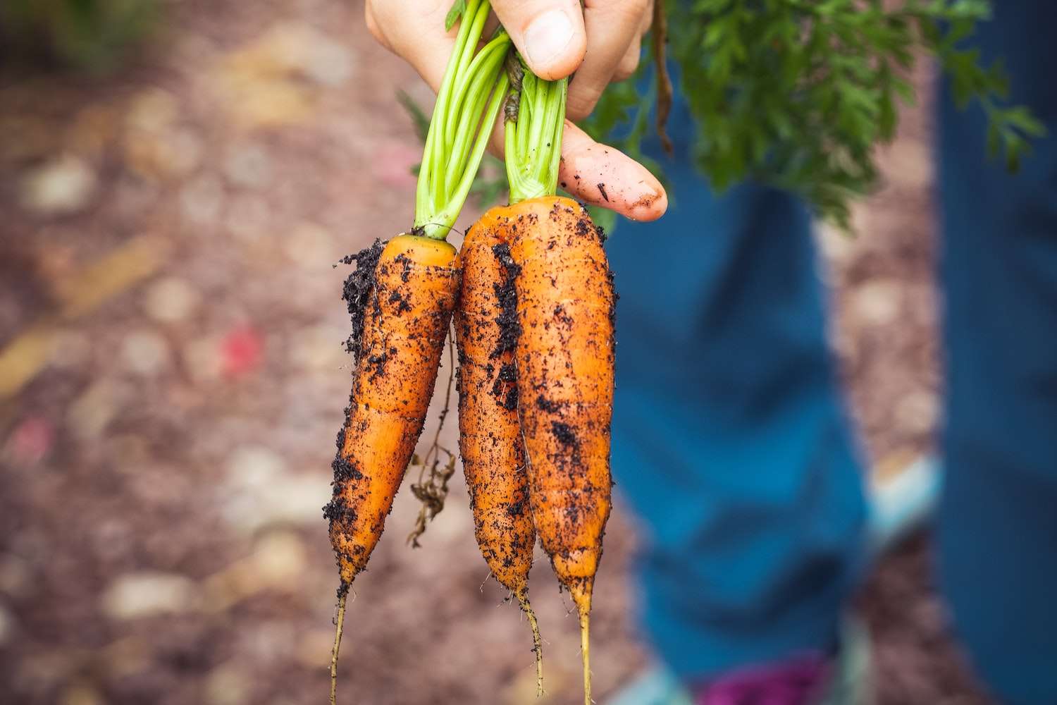 A carrot growing in the garden