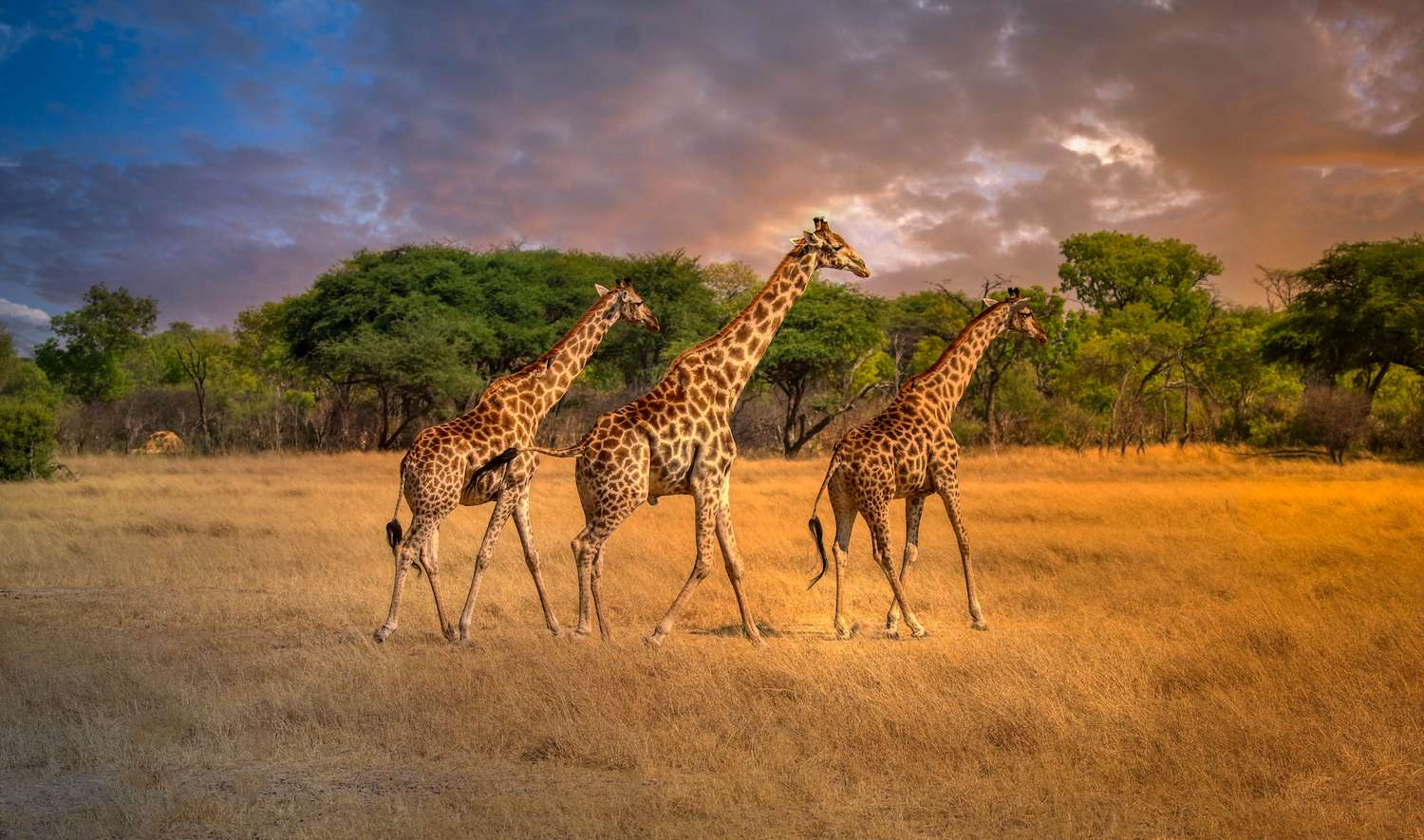 3 giraffes in hwange nature reserve in africa