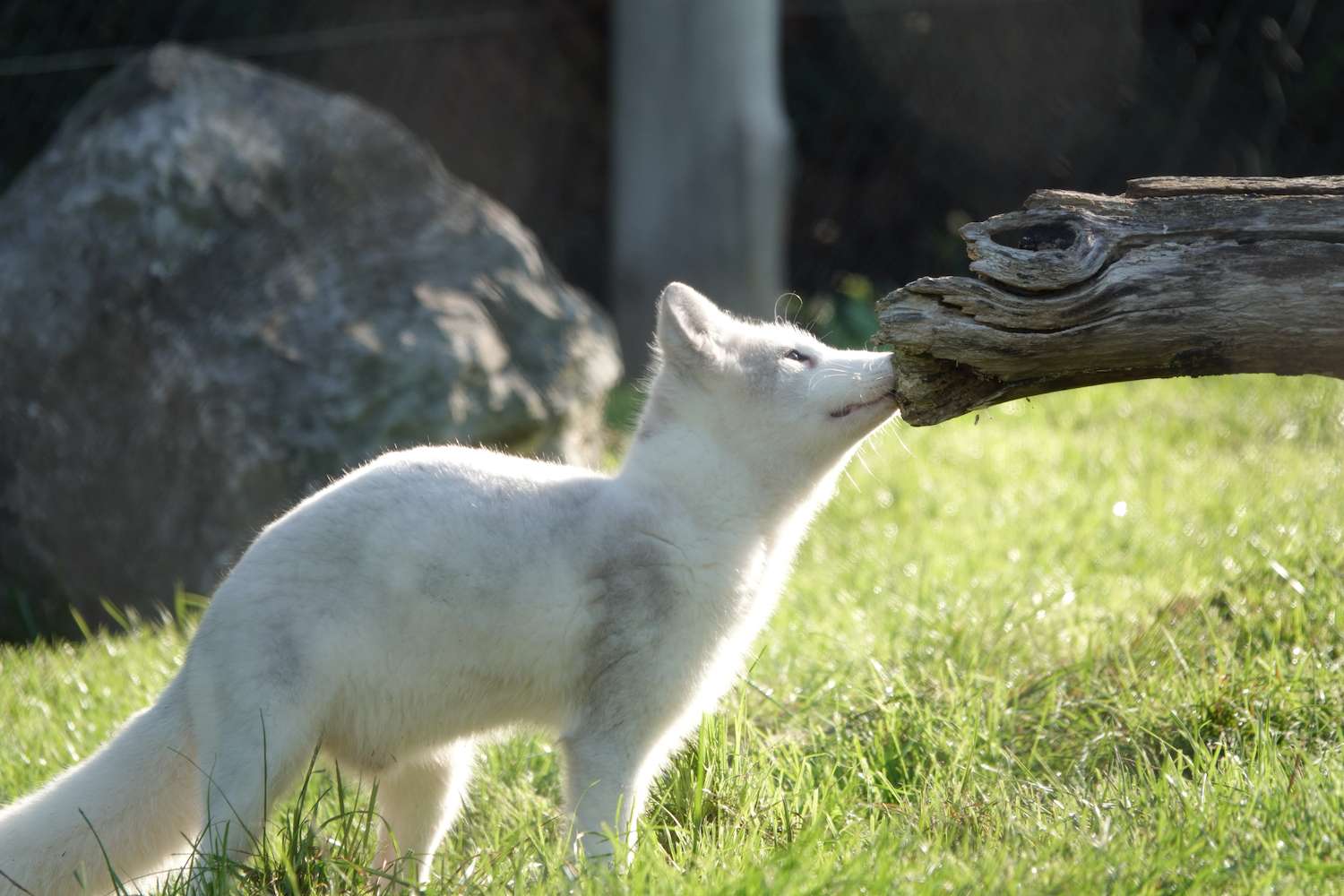 cute little white Morph Arctic fox (Vulpes lagopus) sniffing at tree.