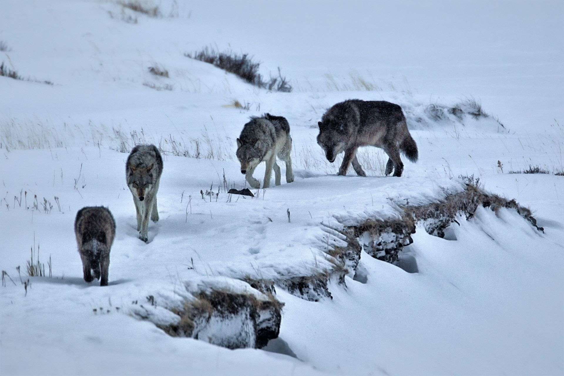 Gray Wolves in Yellowstone National Pak