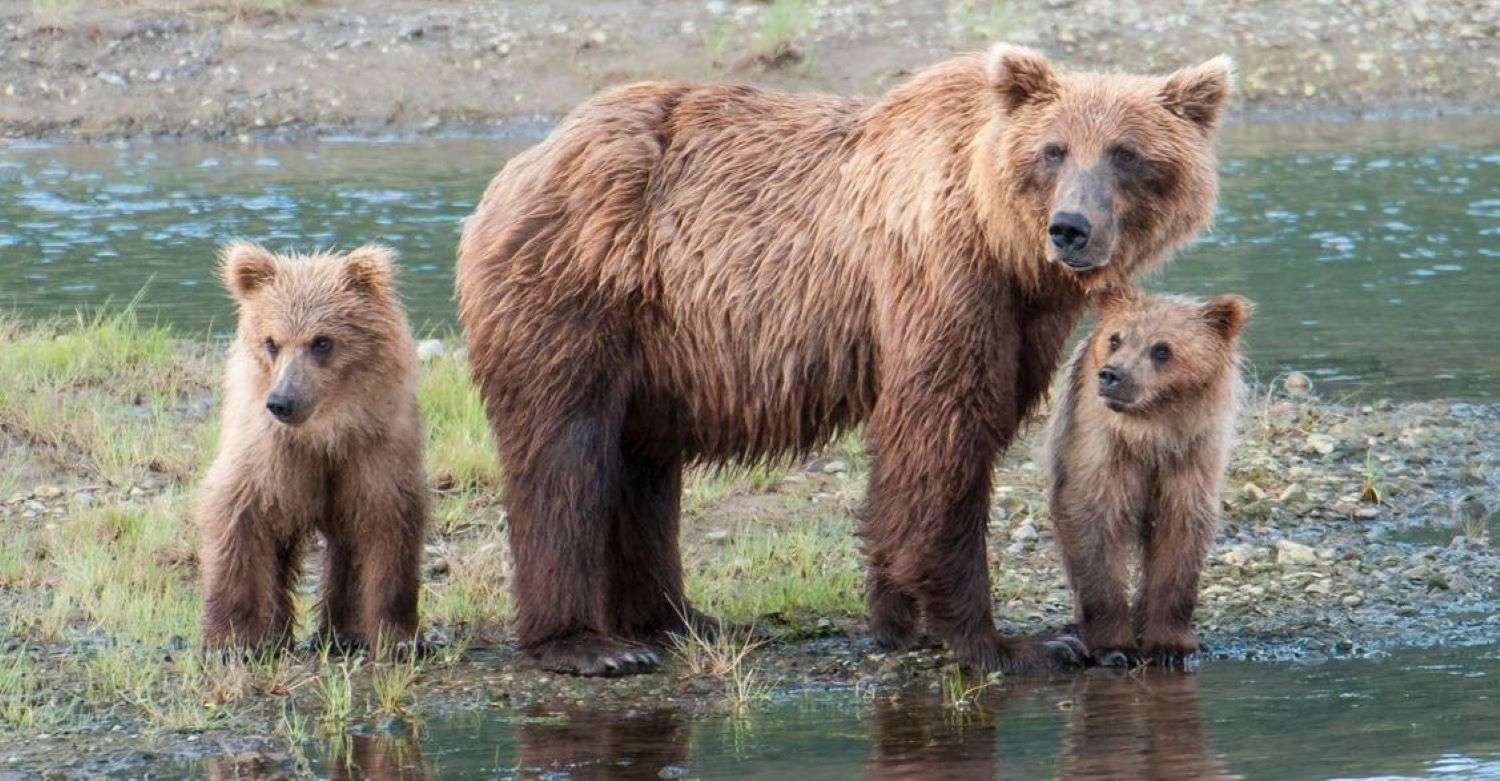 Grizzy bears at Nat Hab's Alaska Bear Camp
