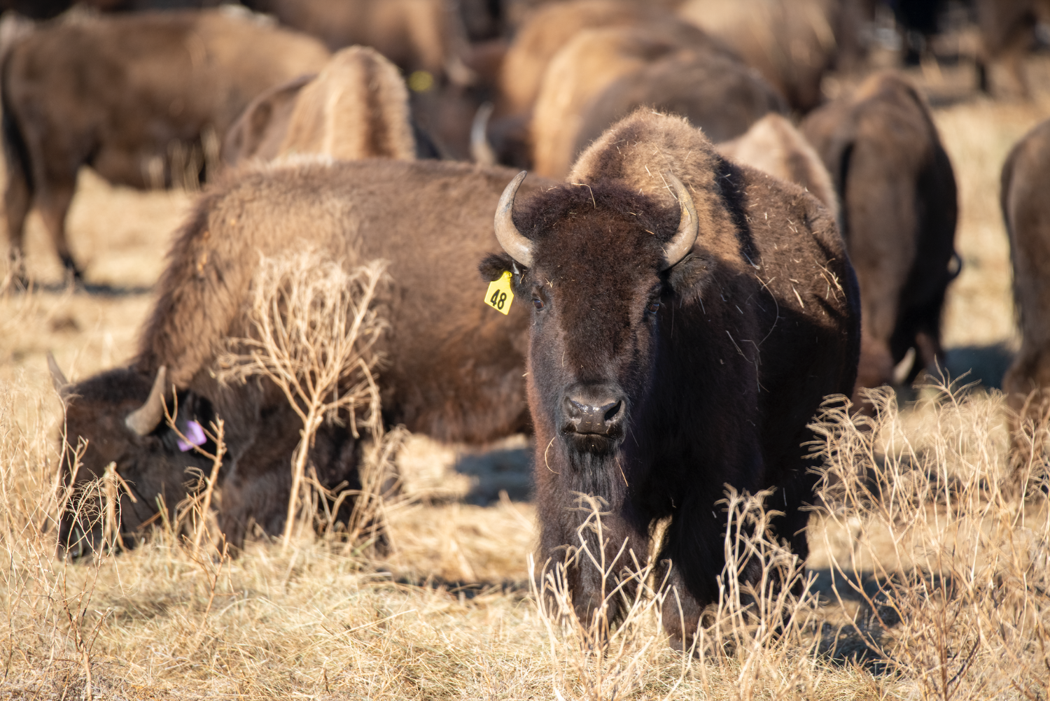Long shot of a Plains Bison herd at the Wolakota Bison Release, Rosebud-Sioux Reservation, South Dakota, 10/30/2020. An image from the day of the first release of bison into the Wolakota Buffalo Range, on the Rosebud Reservation, South Dakota. The range will become the largest Native owned and managed bison herd in North America. Yellow tagged animals originated in Badlands National Park and Purple tags are from Theodore Roosevelt National Park. Bison facing the camera in the middle of the shot has a yellow 48 ear tag.