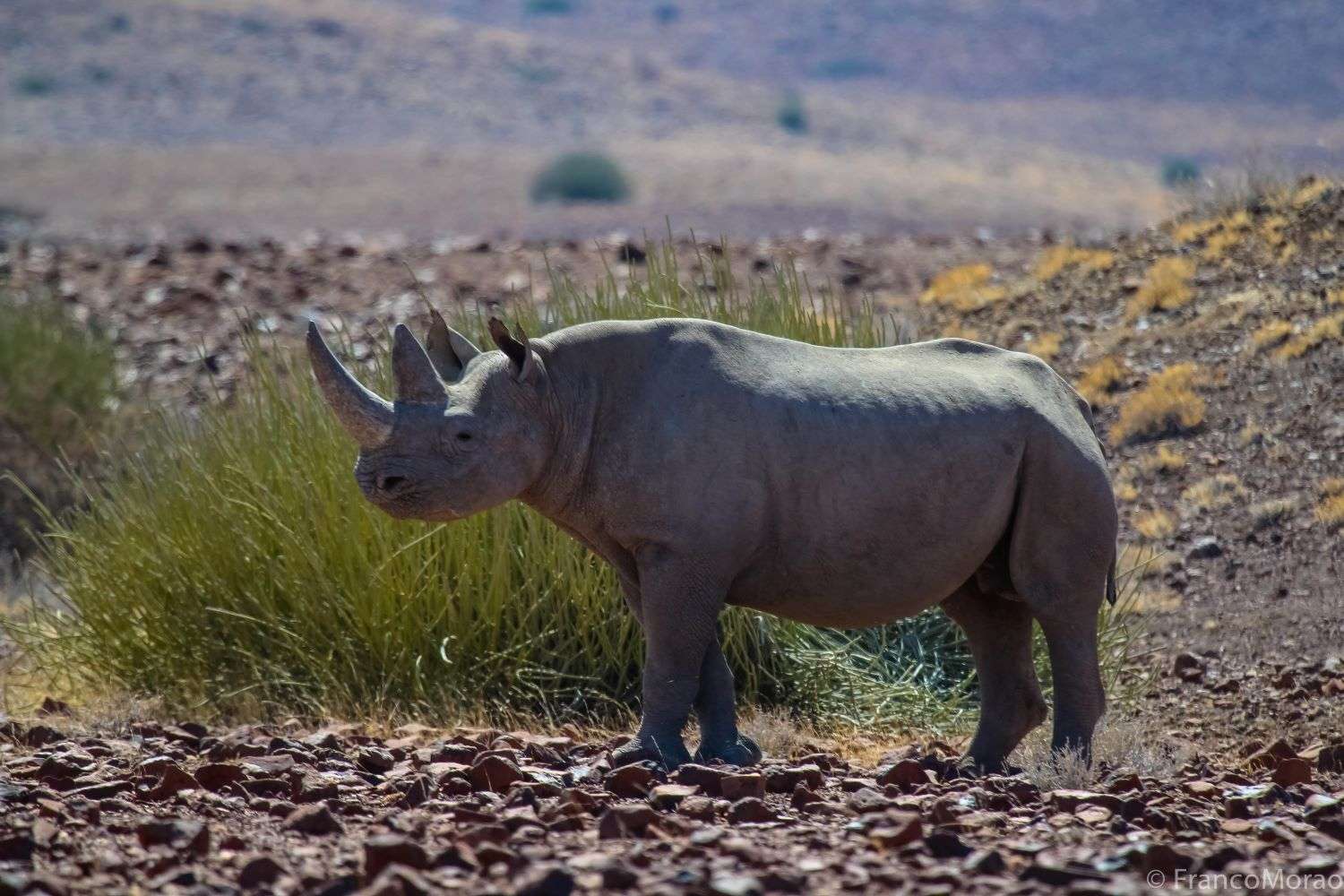 Black Rhino Ngorongoro Crater, Tanzania, Africa