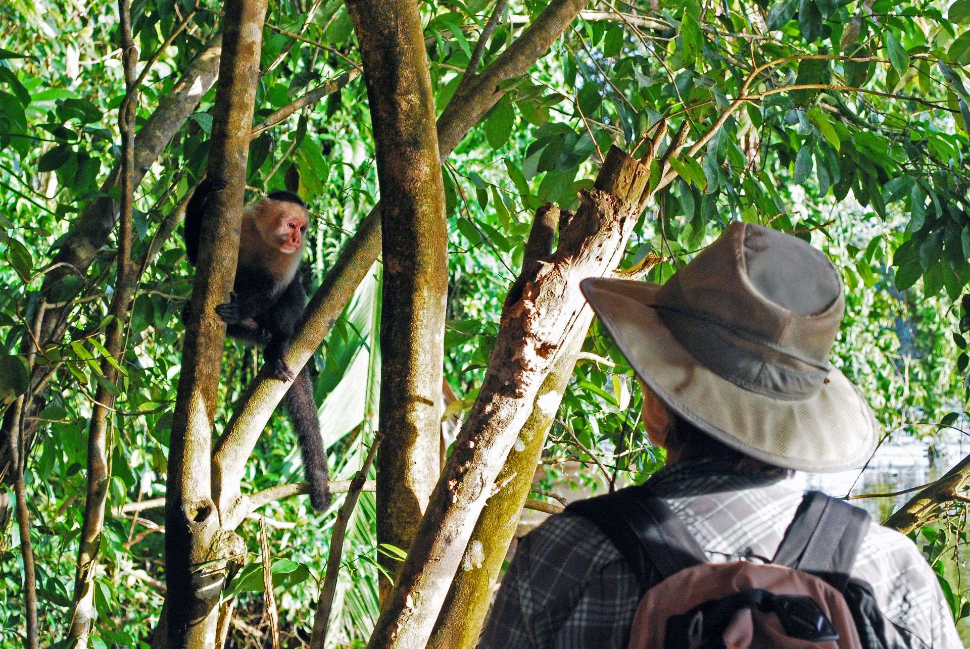 Capuchin Monkey, Costa Rica