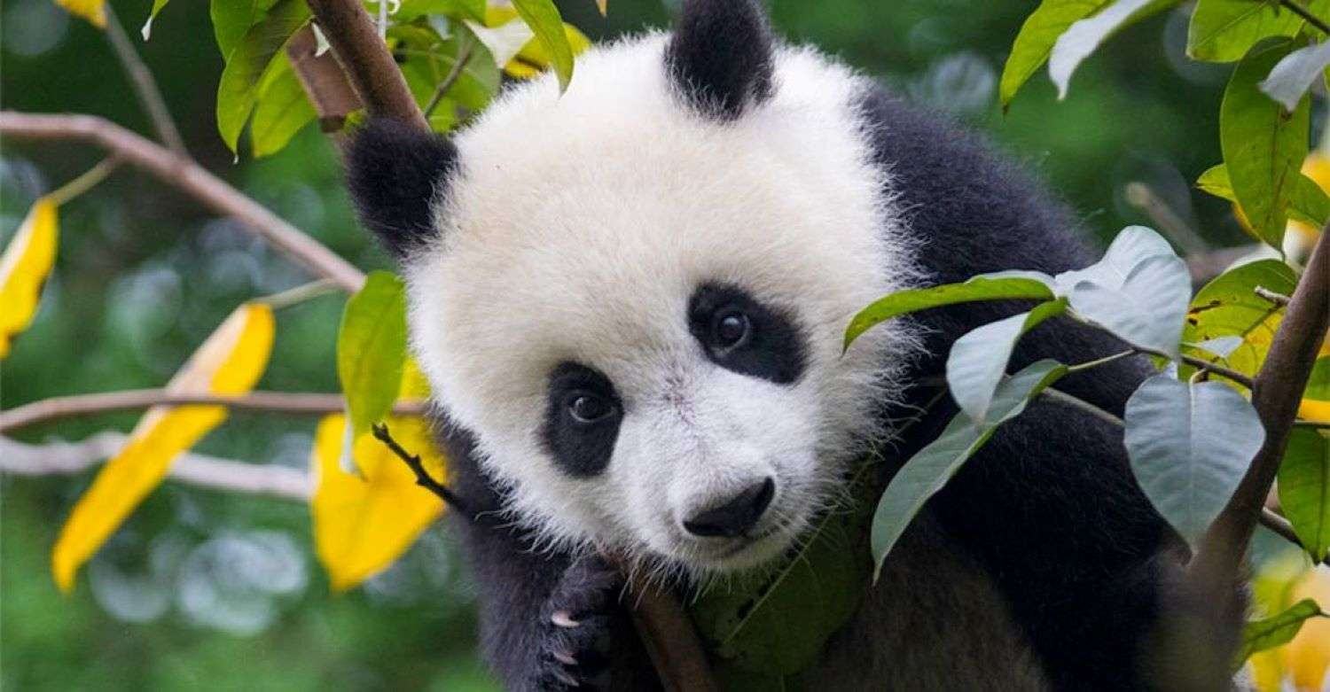 Giant Panda Sichuan China
