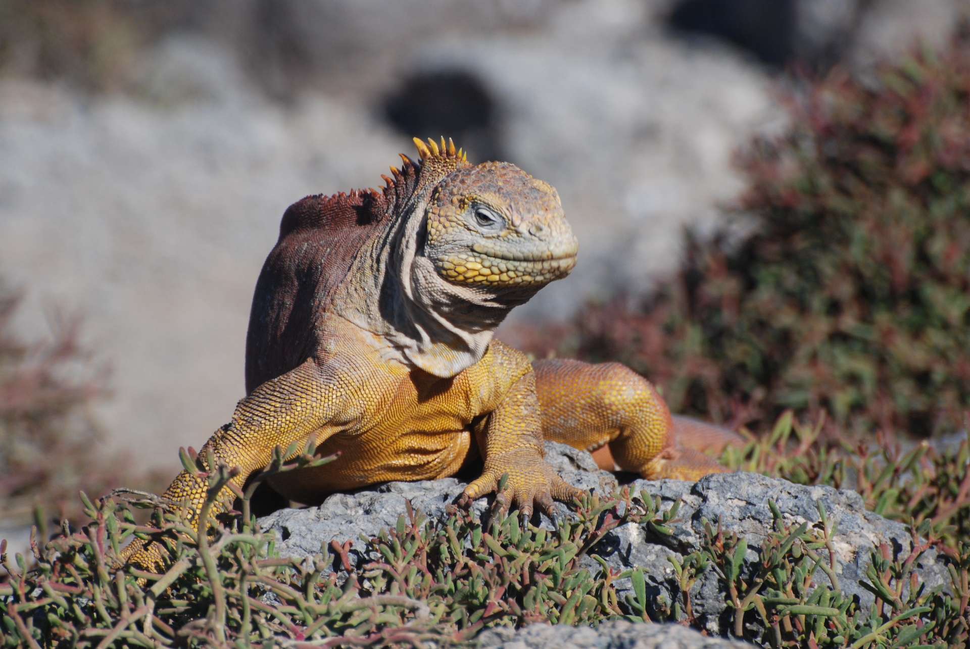 A Santa Fe iguana in the Galapagos. 