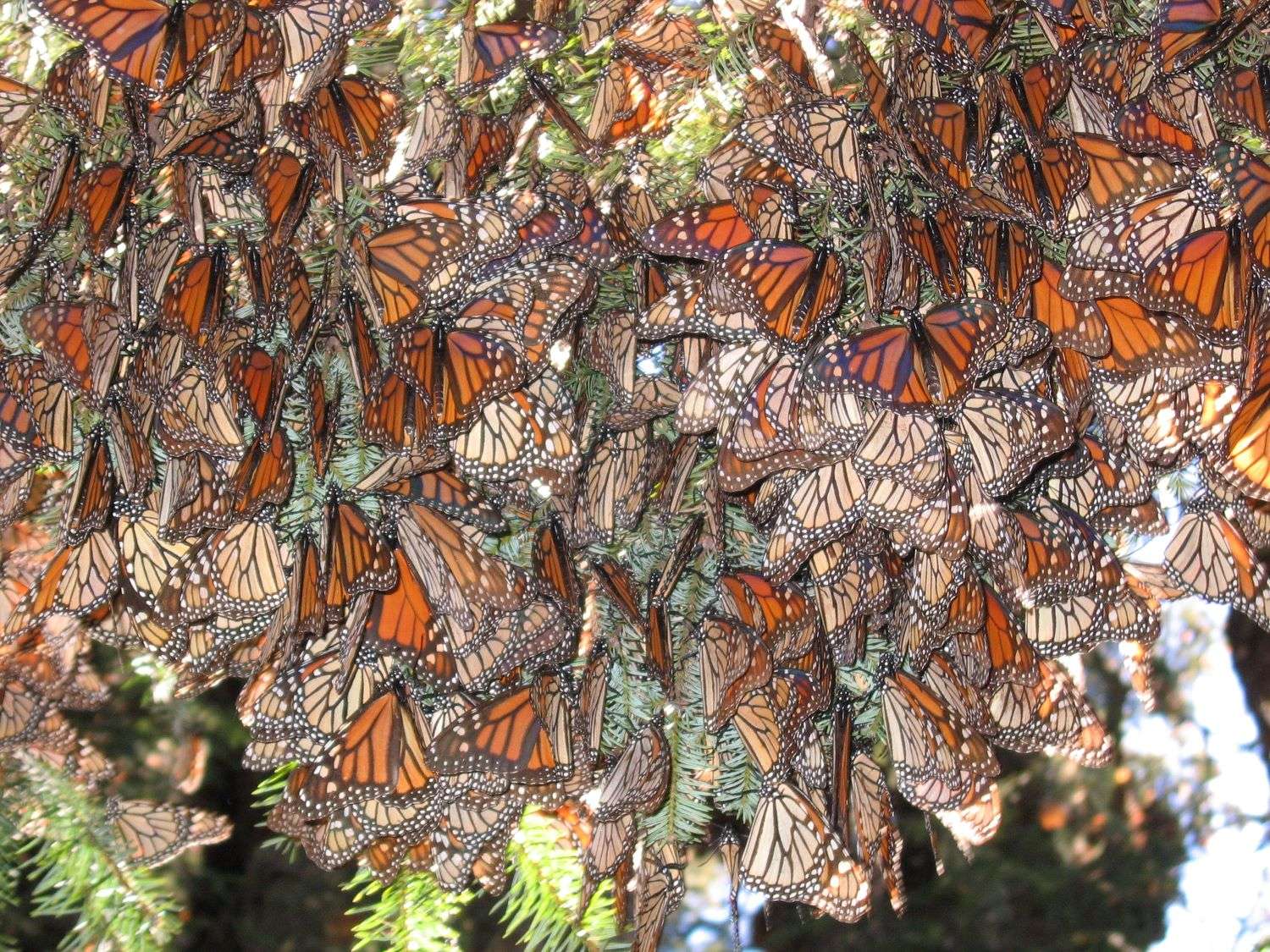 Monarch Butterfly Migration Mexico