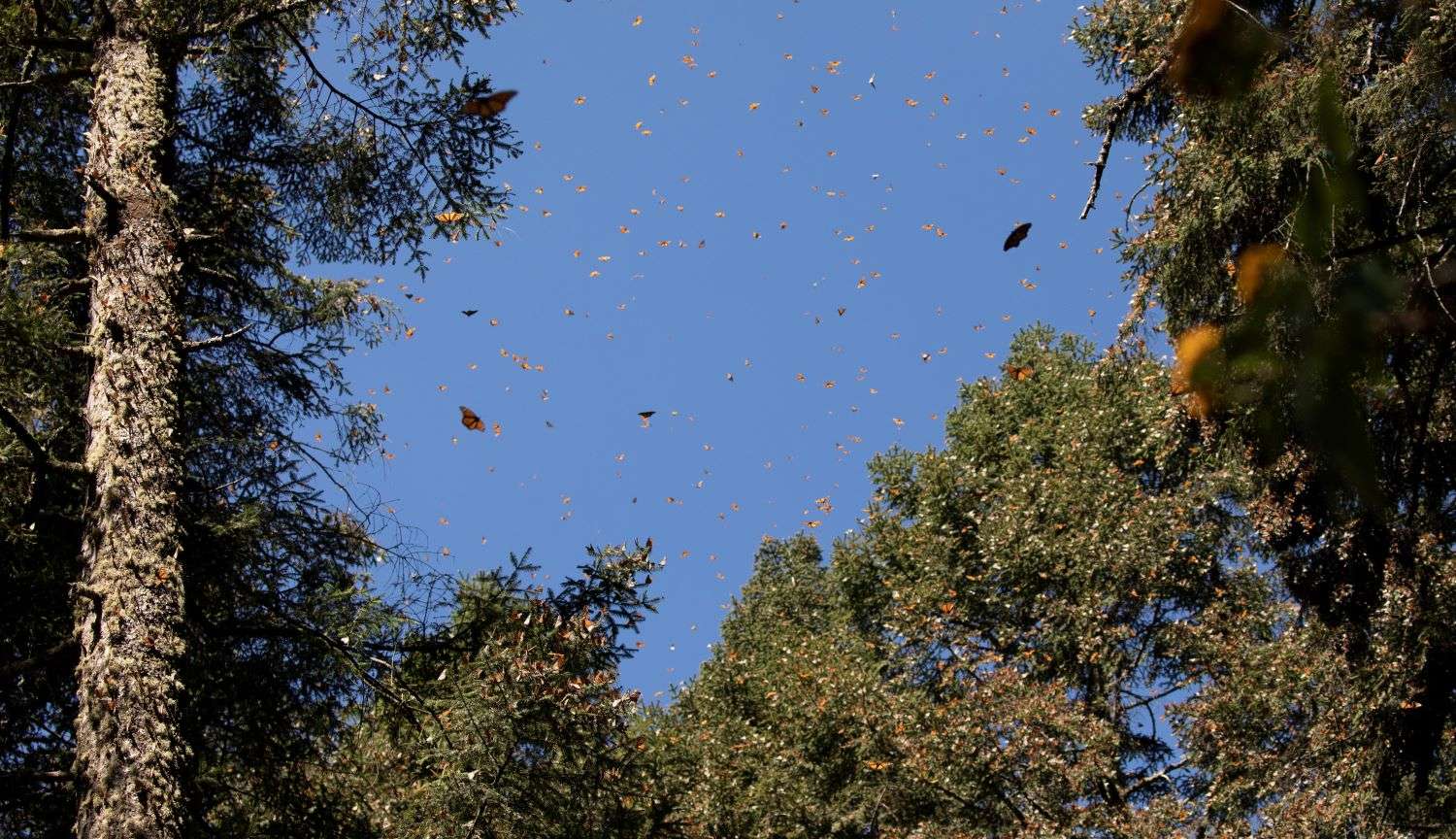 Monarch butterfly migration