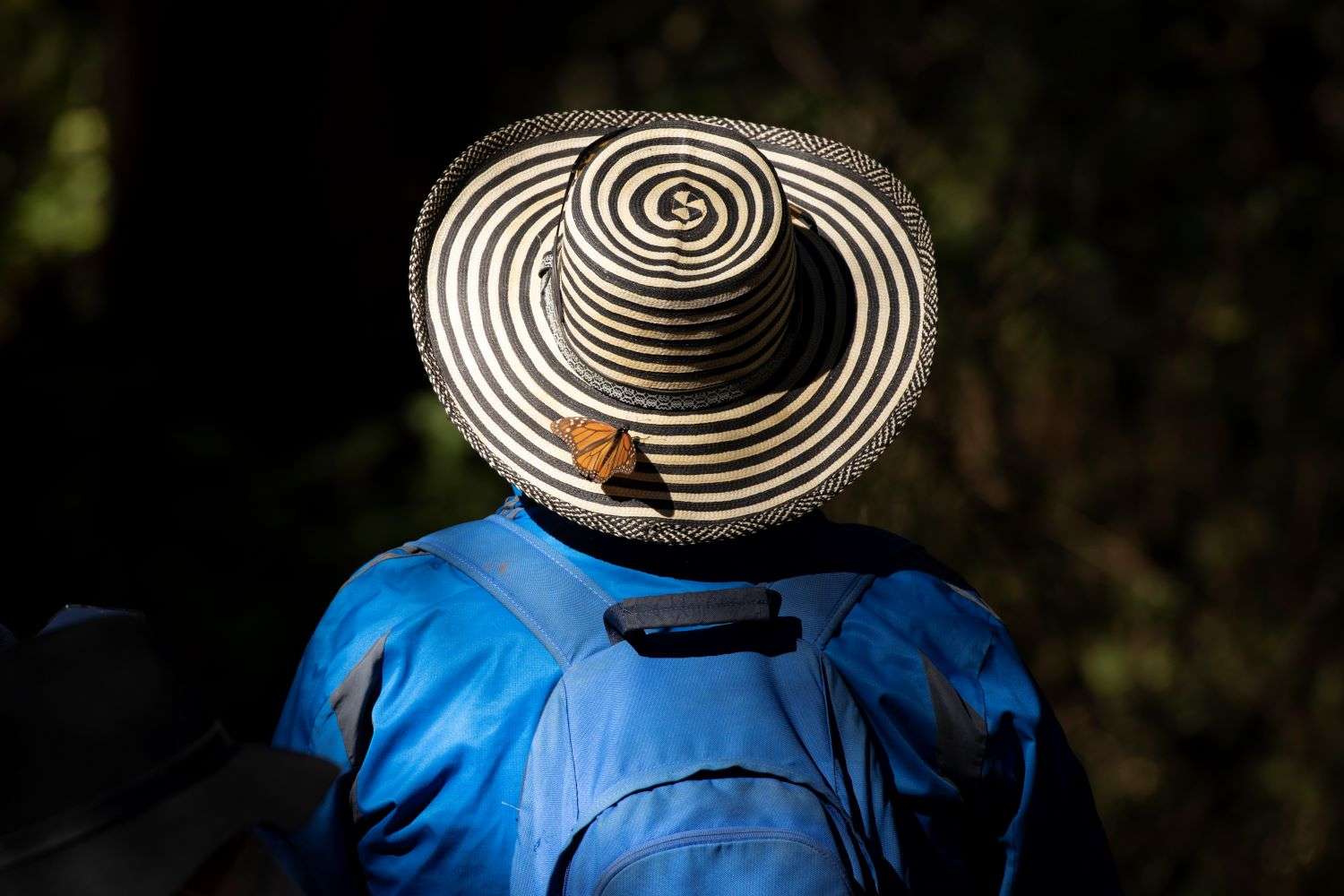 Monarch butterfly on the hat