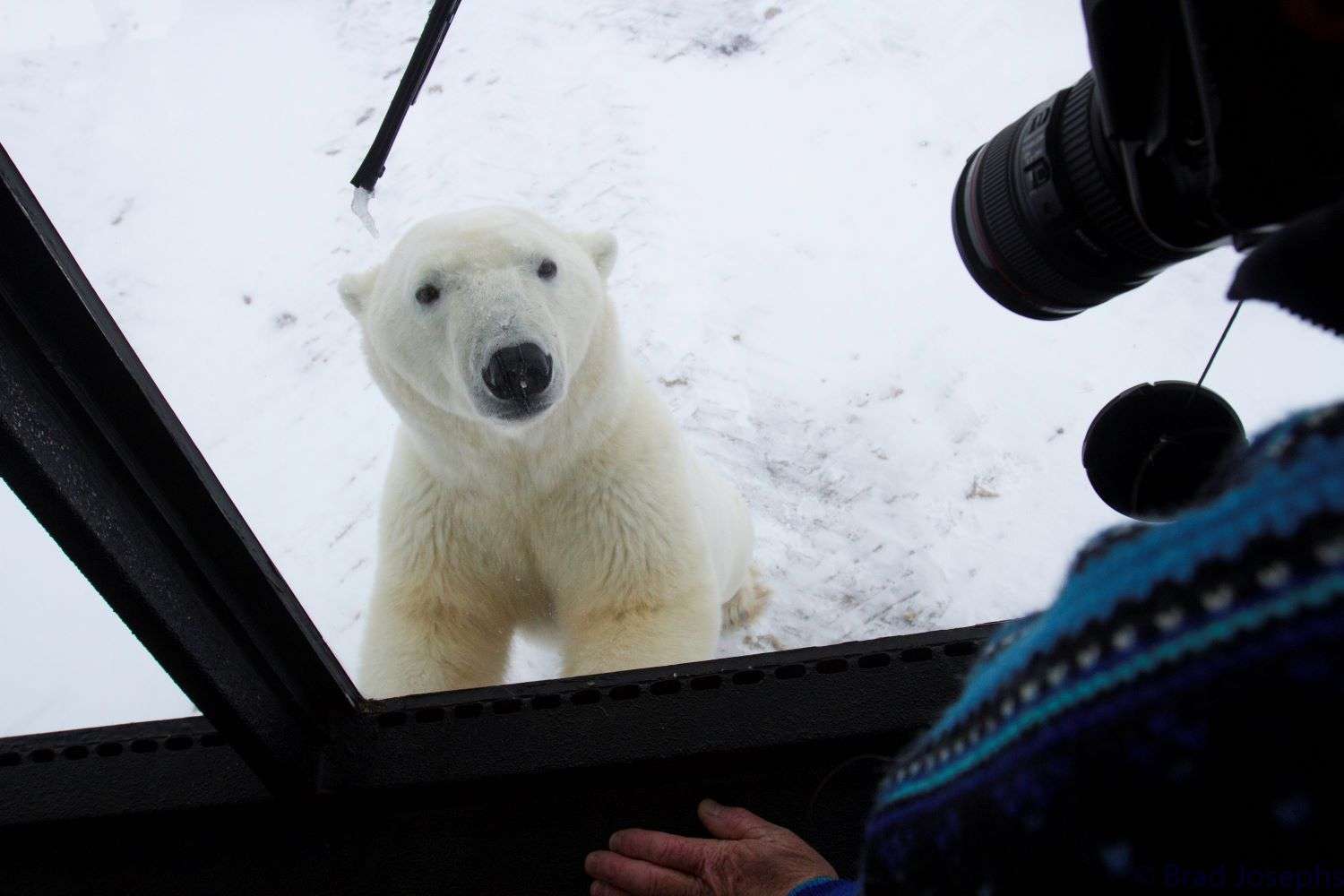 Polar Bear Migration Churchill Canada