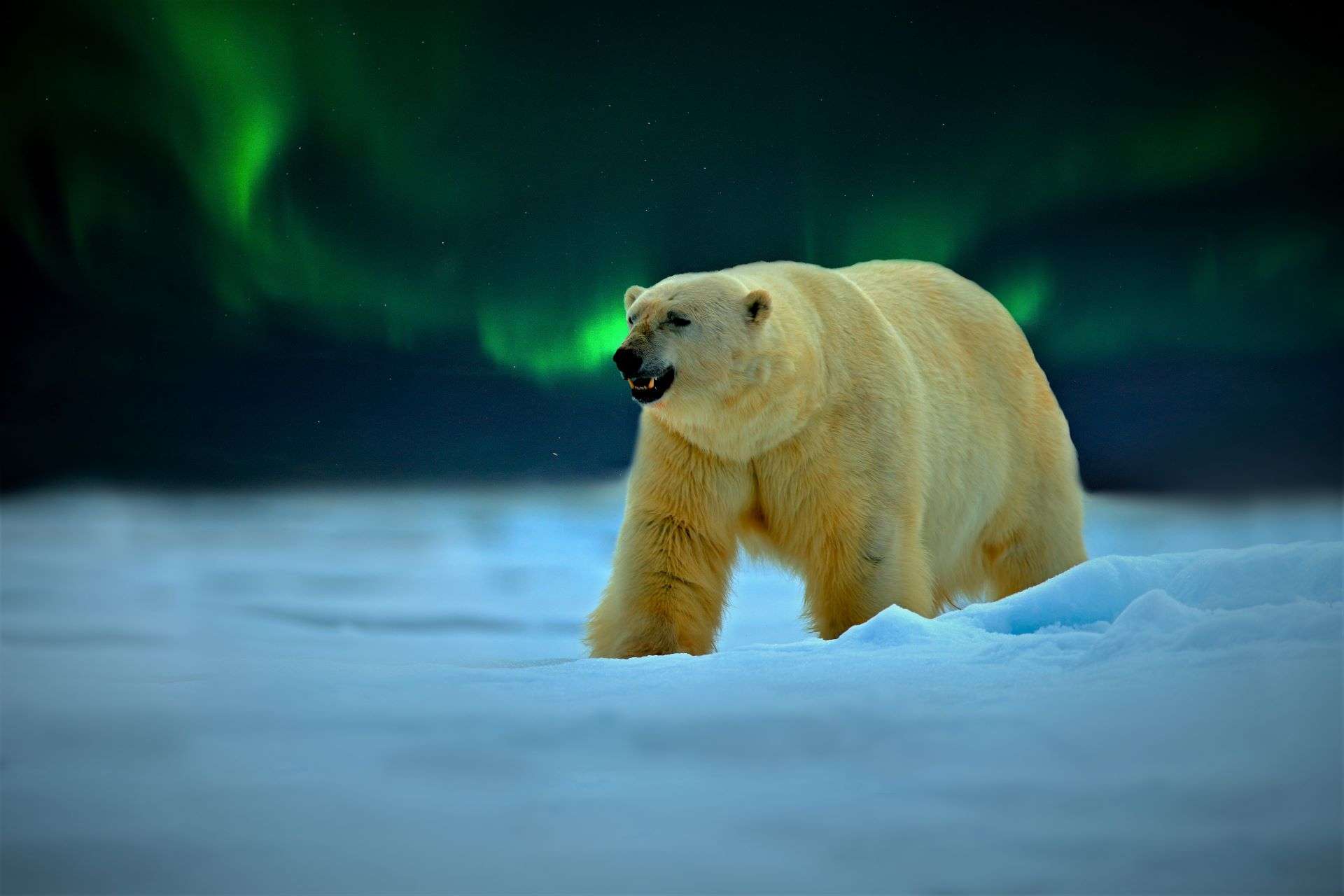 A polar bear walking in the snow with a green aurora of northern lights in the sky.