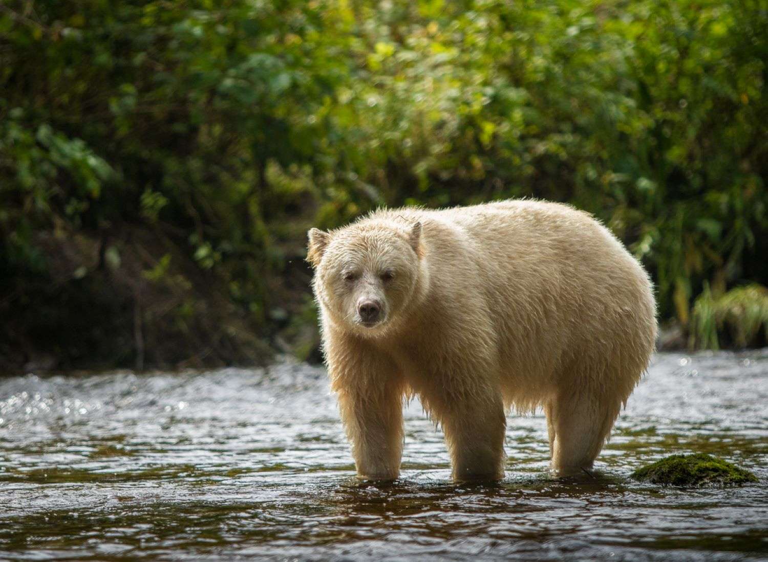 Spirit Bear Kermode Bear in Great Bear Rainforest