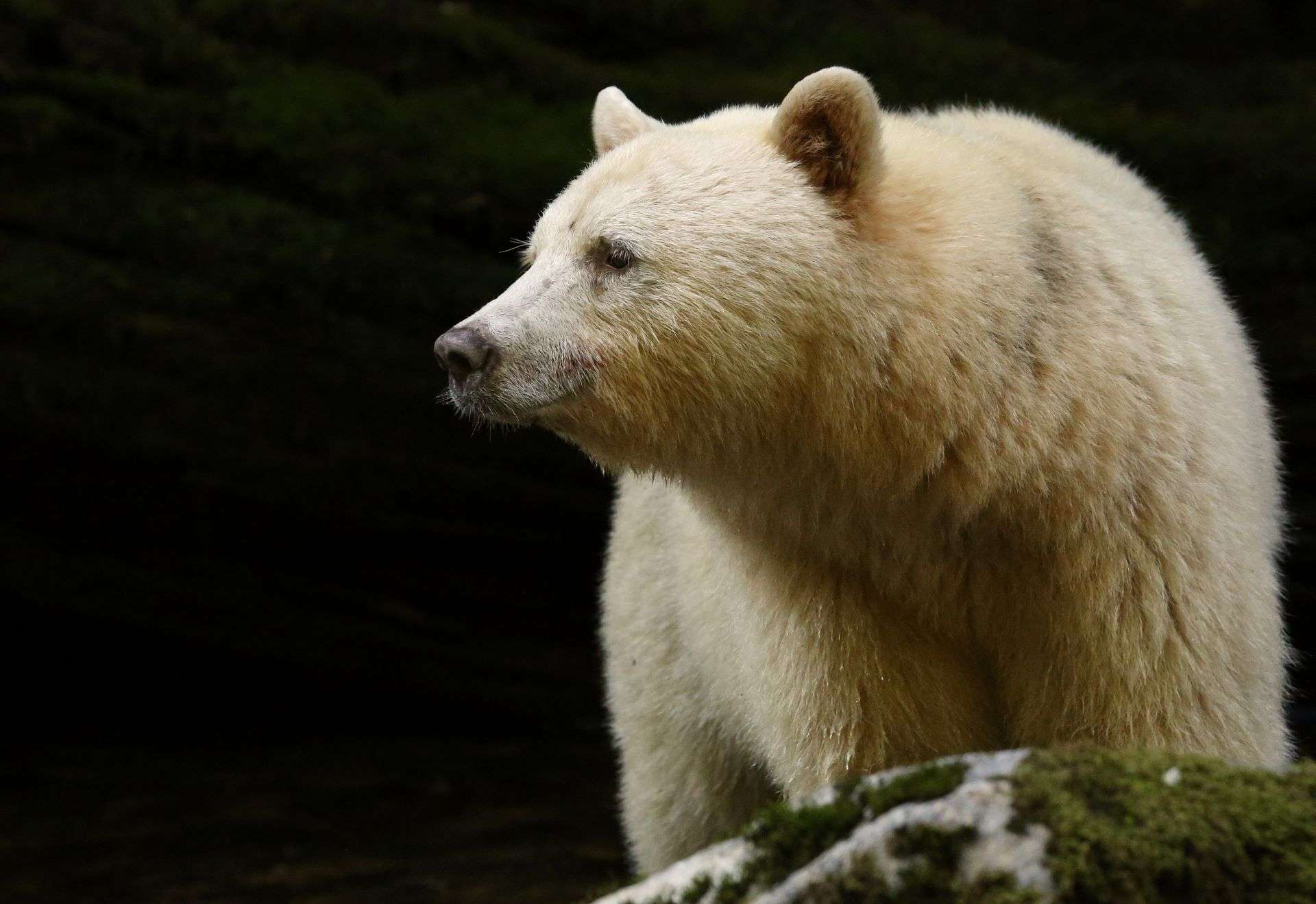 Spirit Bear in Great Bear Rainforest