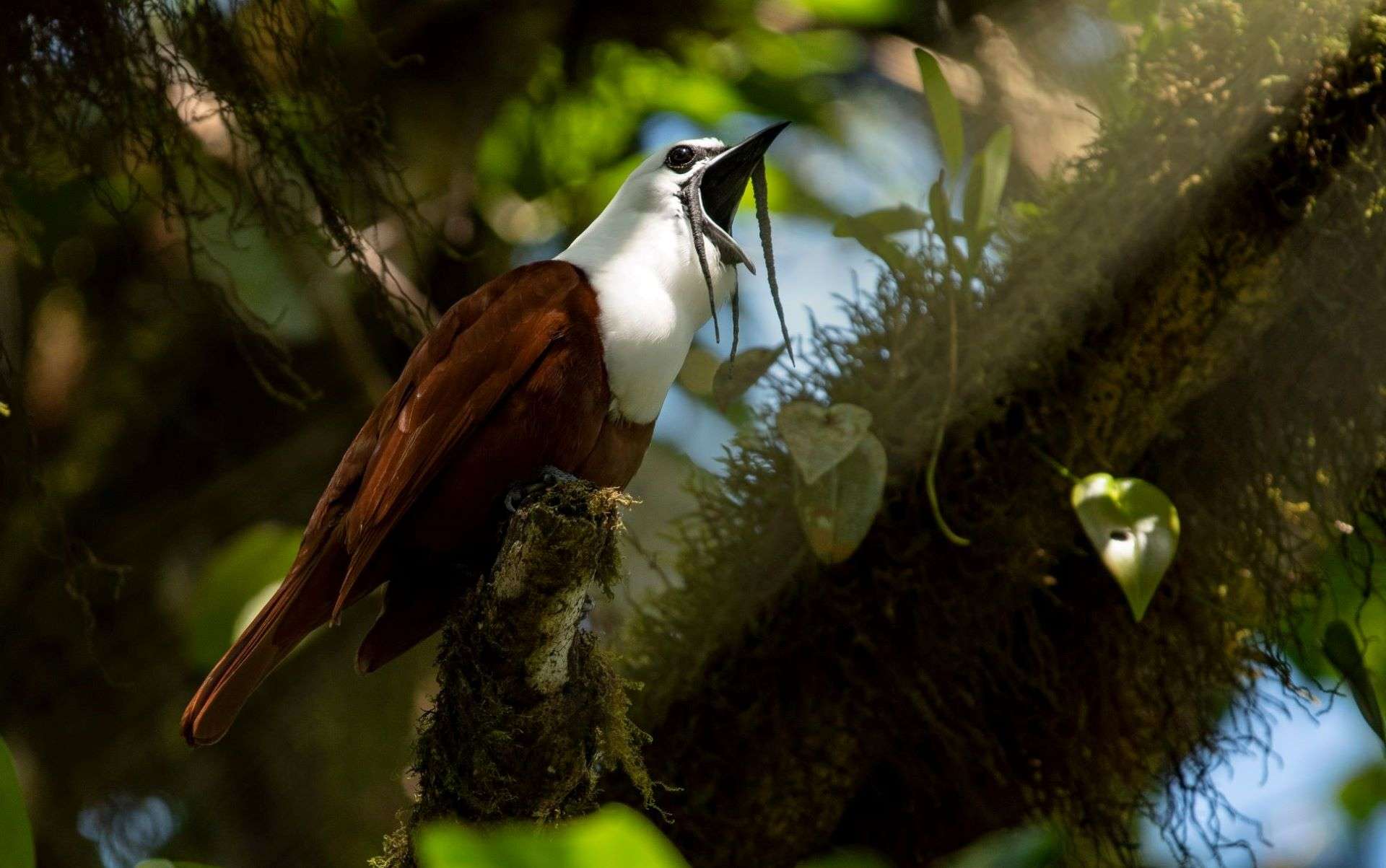 Three-wattled bellbird, Costa Rica