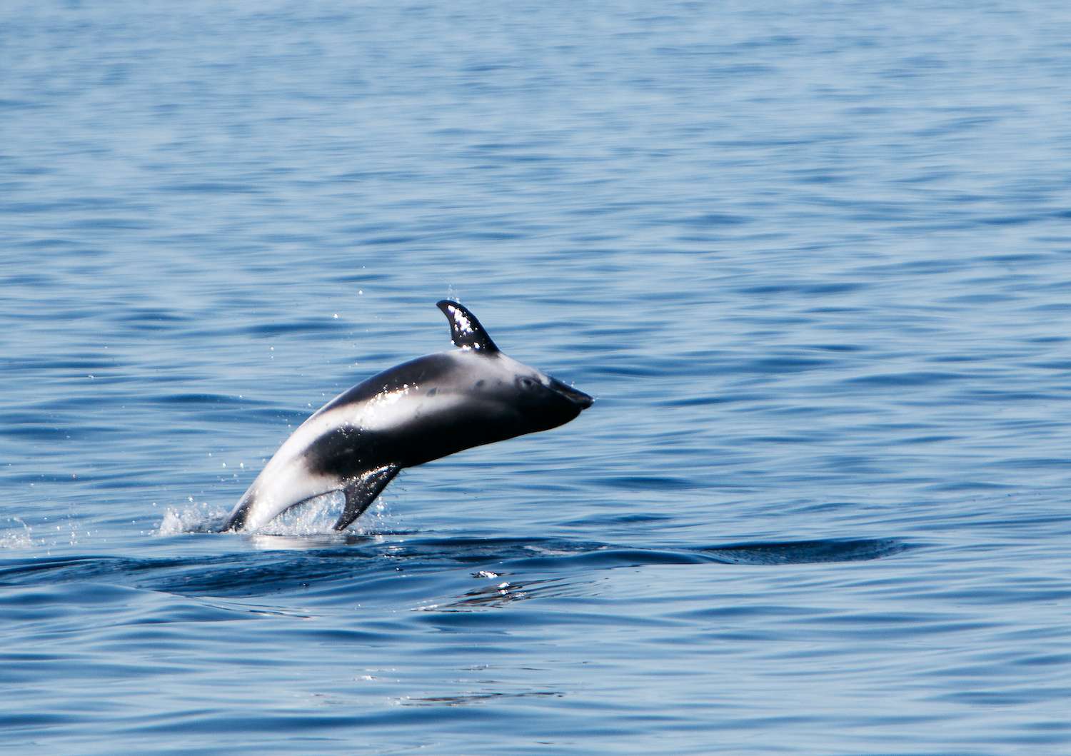 White beaked dolphin jumping out of the water.