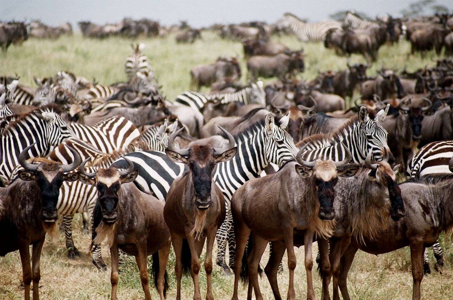 Wildebeest and Zebra Great Migration, Tanzania, Africa