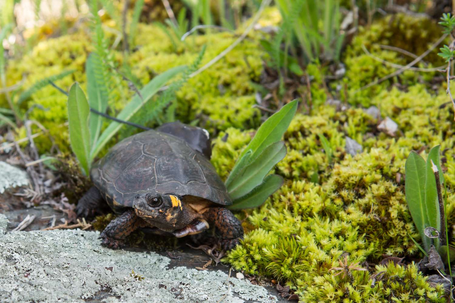 Save the Turtles! Celebrate World Turtle Day with Nat Hab